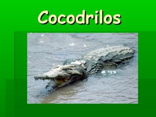 Cocodrilos
 