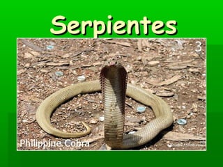 Serpientes
 