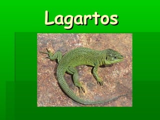 Lagartos
 