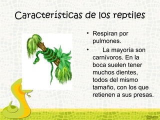 Características de los reptiles
• Respiran por
pulmones.
• La mayoría son
carnívoros. En la
boca suelen tener
muchos dientes,
todos del mismo
tamaño, con los que
retienen a sus presas.
 