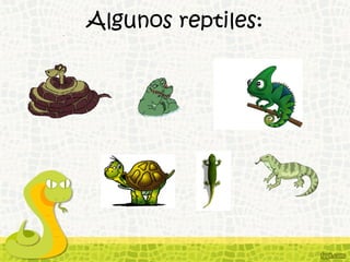 Algunos reptiles:
 