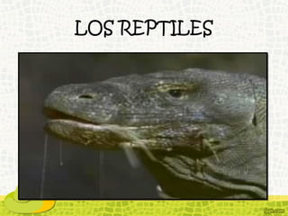 LOS REPTILES
 