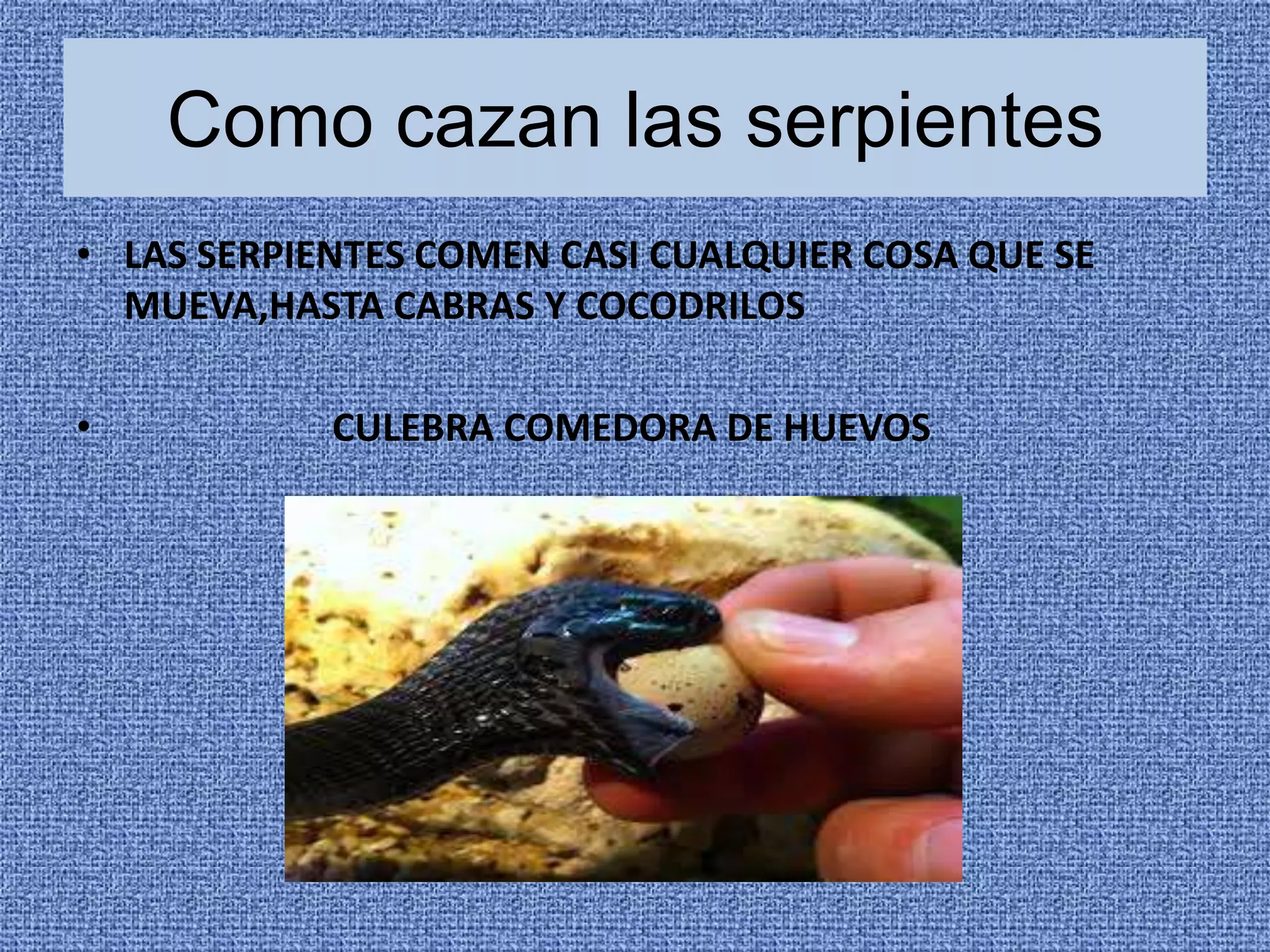 Como cazan las serpientes
• LAS SERPIENTES COMEN CASI CUALQUIER COSA QUE SE
MUEVA,HASTA CABRAS Y COCODRILOS
•

CULEBRA COMEDORA DE HUEVOS

 