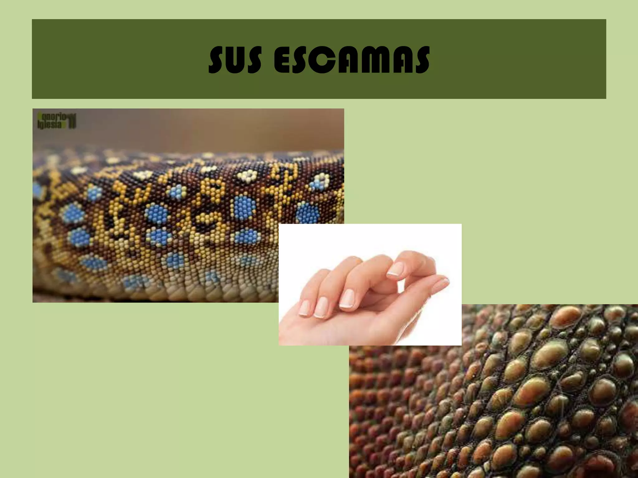SUS ESCAMAS

 