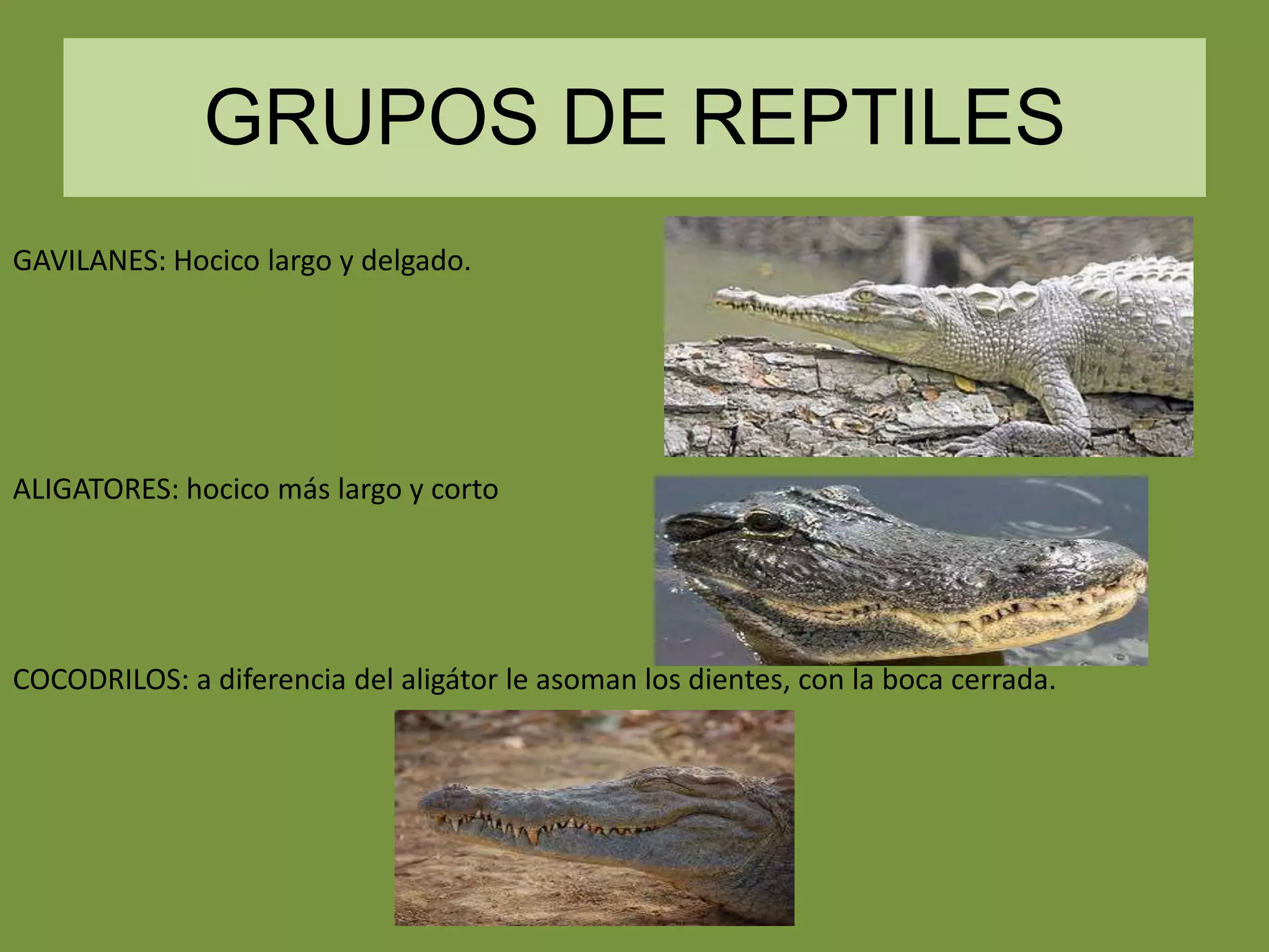 GRUPOS DE REPTILES
GAVILANES: Hocico largo y delgado.

ALIGATORES: hocico más largo y corto

COCODRILOS: a diferencia del aligátor le asoman los dientes, con la boca cerrada.

 