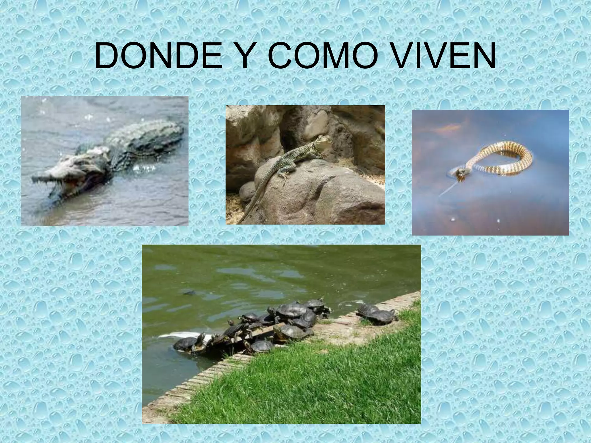 DONDE Y COMO VIVEN

 