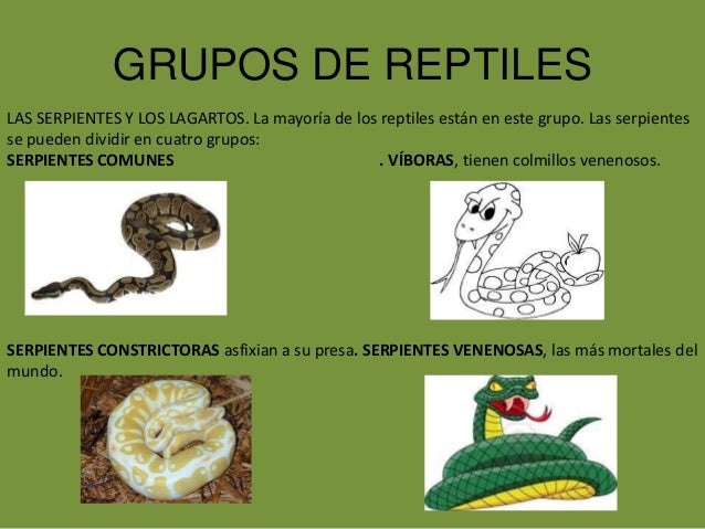 Porque Los Reptiles Reciben Ese Nombre