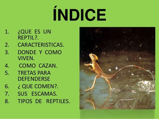 Porque Los Reptiles Reciben Ese Nombre