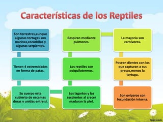 Son terrestres,aunque
algunas tortugas son
marinas,cocodrilos y
algunas serpientes.
Tienen 4 extremidades
en forma de patas.
Su cuerpo esta
cubierto de escamas
duras y unidas entre si.
Los lagartos y las
serpientes al crecer
maduran la piel.
Los reptiles son
poiquilotermos.
Respiran mediante
pulmones.
La mayoria son
carnívoros.
Poseen dientes con los
que capturan a sus
presas,menos la
tortuga.
Son ovíparos con
fecundación interna.
 