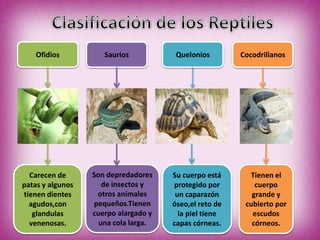Ofidios Saurios Quelonios Cocodrilianos
Carecen de
patas y algunos
tienen dientes
agudos,con
glandulas
venenosas.
Son depredadores
de insectos y
otros animales
pequeños.Tienen
cuerpo alargado y
una cola larga.
Su cuerpo está
protegido por
un caparazón
óseo,el reto de
la piel tiene
capas córneas.
Tienen el
cuerpo
grande y
cubierto por
escudos
córneos.
 