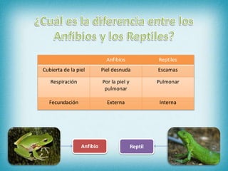 Anfibios Reptiles
Cubierta de la piel Piel desnuda Escamas
Respiración Por la piel y
pulmonar
Pulmonar
Fecundación Externa Interna
Anfibio Reptil
 