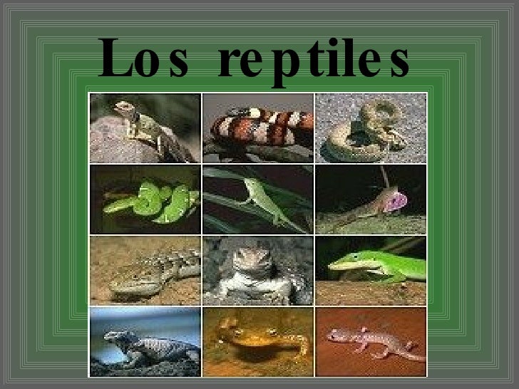 Porque Los Reptiles Reciben Ese Nombre