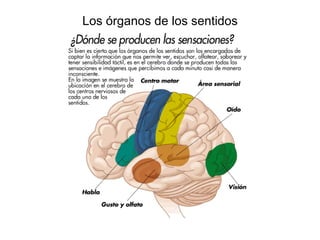Los órganos de los sentidos 