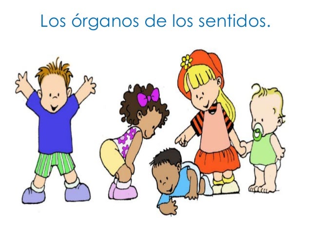 Los órganos de los sentidos.
 