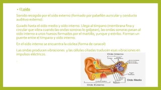 • El oído
Sonido recogido por el oído externo (formado por pabellón auricular y conducto
auditivo externo).
Guiado hasta el oído medio y oído interno. Llega al tímpano (membrana fina y
circular que vibra cuando las ondas sonoras lo golpean), las ondas sonoras pasan al
oído interno a unos huesos formados por el martillo, yunque y estribo. Forman un
puente entre el tímpano y oído interno.
En el oído interno se encuentra la cóclea (forma de caracol)
Las ondas producen vibraciones y las células ciliadas traducen esas vibraciones en
impulsos eléctricos.
.
 