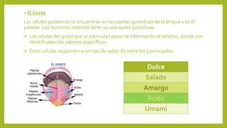 • El Gusto
Las células gustativas se encuentran en las papilas gustativas de la lengua y en el
paladar. Los humanos solemos tener 10.000 apilas gustativas.
 Las células del gusto que se estimulan pasan la información al cerebro, donde son
identificados los sabores específicos.
 Éstas células responden a un tipo de sabor de entre los 5 principales:
Dulce
Salado
Amargo
Ácido
Umami
 