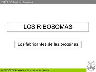 LOS RIBOSOMAS Los fabricantes de las proteínas 