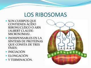 LOS RIBOSOMAS
 SON CUERPOS QUE
    CONTIENEN ÁCIDO
    RIBONUCLÉICO O ARN
    (ALBERT CLAUDE-
    MICROSOMAS) .
   INDISPENSABLES EN LA
    SÍNTESIS DE PROTEÍNAS
    QUE CONSTA DE TRES
    FASES:
   INICIACIÓN
   ELONGACIÓN
   Y TERMINACIÓN.
 