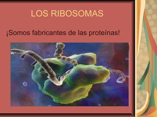 LOS RIBOSOMAS
¡Somos fabricantes de las proteínas!
 
