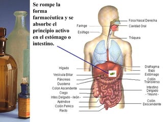 Se rompe la forma farmacéutica y se absorbe el principio activo en el estómago o intestino. 