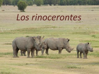 Los rinocerontes
 