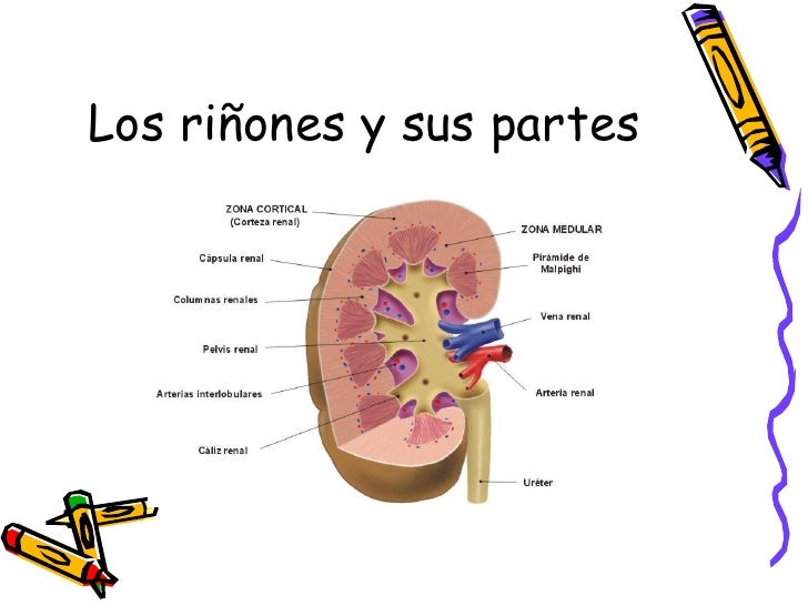 Riñones Y Sus Partes : Las 5 diferencias entre hígado y riñones ...