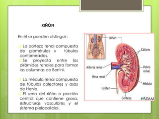 Los riñones https://www.facebook.com/JuanSaadeXD | PPTX
