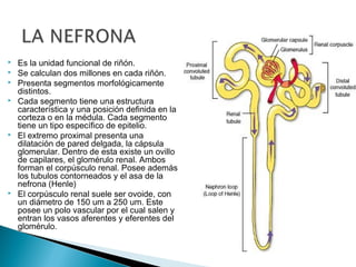 Los riñones anatomia | PPT