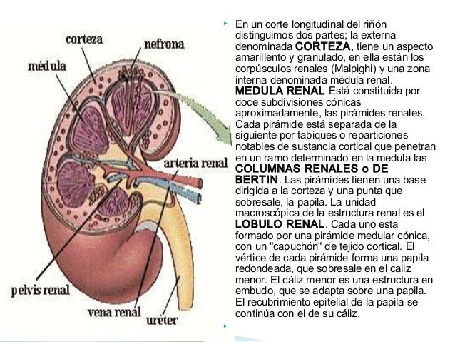 Los riñones anatomia