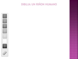 DIBUJA UN RIÑON HUMANO