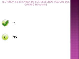Sí
No
¿EL RIÑON SE ENCARGA DE LOS DESECHOS TOXICOS DEL
CUERPO HUMANO?