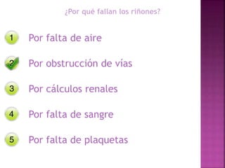 ¿Por qué fallan los riñones?
Por falta de aire
Por obstrucción de vías
Por cálculos renales
Por falta de sangre
Por falta de plaquetas