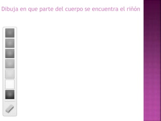 Dibuja en que parte del cuerpo se encuentra el riñón