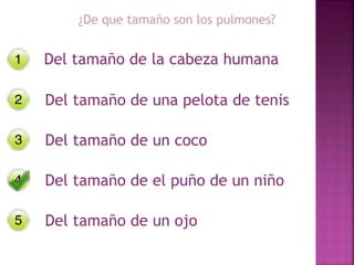 ¿De que tamaño son los pulmones?
Del tamaño de la cabeza humana
Del tamaño de una pelota de tenis
Del tamaño de un coco
Del tamaño de el puño de un niño
Del tamaño de un ojo
