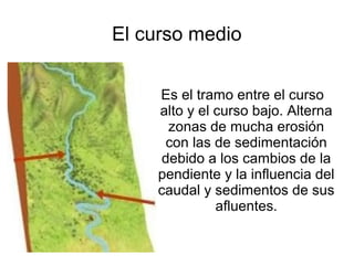 El curso medio
Es el tramo entre el curso
alto y el curso bajo. Alterna
zonas de mucha erosión
con las de sedimentación
debido a los cambios de la
pendiente y la influencia del
caudal y sedimentos de sus
afluentes.
 