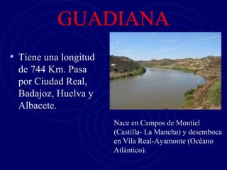 GUADIANA
• Tiene una longitud
  de 744 Km. Pasa
  por Ciudad Real,
  Badajoz, Huelva y
  Albacete.
                       Nace en Campos de Montiel
                       (Castilla- La Mancha) y desemboca
                       en Vila Real-Ayamonte (Océano
                       Atlántico).
 