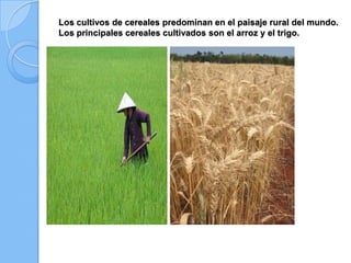 Los cultivos de cereales predominan en el paisaje rural del mundo.
Los principales cereales cultivados son el arroz y el trigo.
 