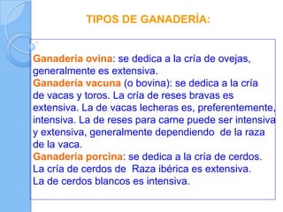 Ganadería ovina: se dedica a la cría de ovejas,
generalmente es extensiva.
Ganadería vacuna (o bovina): se dedica a la cría
de vacas y toros. La cría de reses bravas es
extensiva. La de vacas lecheras es, preferentemente,
intensiva. La de reses para carne puede ser intensiva
y extensiva, generalmente dependiendo de la raza
de la vaca.
Ganadería porcina: se dedica a la cría de cerdos.
La cría de cerdos de Raza ibérica es extensiva.
La de cerdos blancos es intensiva.
TIPOS DE GANADERÍA:
 