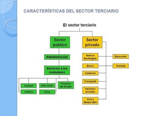 CARACTERÍSTICAS DEL SECTOR TERCIARIO
 