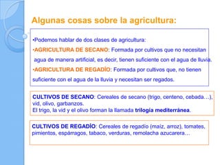 Algunas cosas sobre la agricultura:
•Podemos hablar de dos clases de agricultura:
•AGRICULTURA DE SECANO: Formada por cultivos que no necesitan
agua de manera artificial, es decir, tienen suficiente con el agua de lluvia.
•AGRICULTURA DE REGADÍO: Formada por cultivos que, no tienen
suficiente con el agua de la lluvia y necesitan ser regados.
CULTIVOS DE SECANO: Cereales de secano (trigo, centeno, cebada…),
vid, olivo, garbanzos.
El trigo, la vid y el olivo forman la llamada trilogía mediterránea.
CULTIVOS DE REGADÍO: Cereales de regadío (maíz, arroz), tomates,
pimientos, espárragos, tabaco, verduras, remolacha azucarera…
 