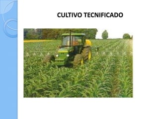CULTIVO TECNIFICADO
 