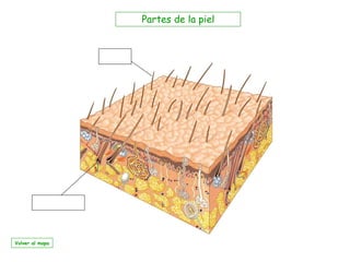 Partes de la piel Volver al mapa 