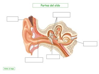 Partes del oído Volver al mapa 