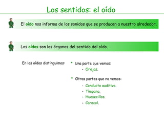 Los sentidos: el oído El  oído  nos informa de los sonidos que se producen a nuestro alrededor. Los  oídos  son los órganos del sentido del oído.  En los oídos distinguimos: *   Una parte que vemos: *   Otras partes que no vemos: -  Orejas . -  Conducto auditivo . -  Tímpano . -  Huesecillos . -  Caracol . 