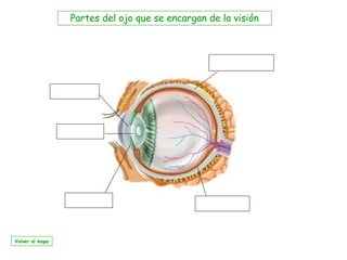 Partes del ojo que se encargan de la visión
Volver al mapa
 