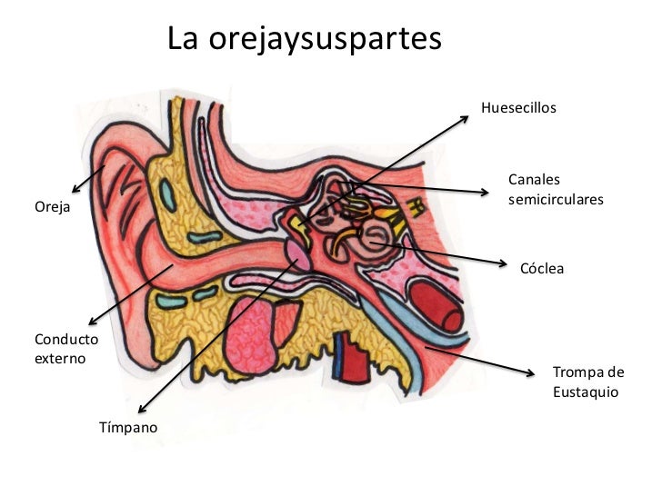 Los 5 Sentidos Partes Y Funciones