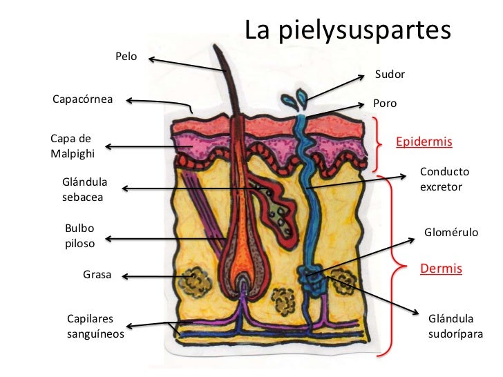 Los 5 Sentidos Partes Y Funciones