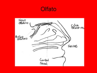 Olfato 