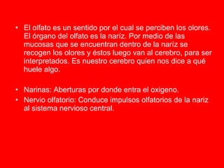 El olfato es un sentido por el cual se perciben los olores. El órgano del olfato es la naríz. Por medio de las mucosas que se encuentran dentro de la naríz se recogen los olores y éstos luego van al cerebro, para ser interpretados. Es nuestro cerebro quien nos dice a qué huele algo.  Narinas: Aberturas por donde entra el oxigeno. Nervio olfatorio: Conduce impulsos olfatorios de la nariz al sistema nervioso central. 