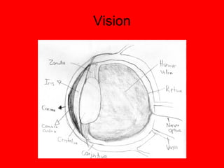 Vision 